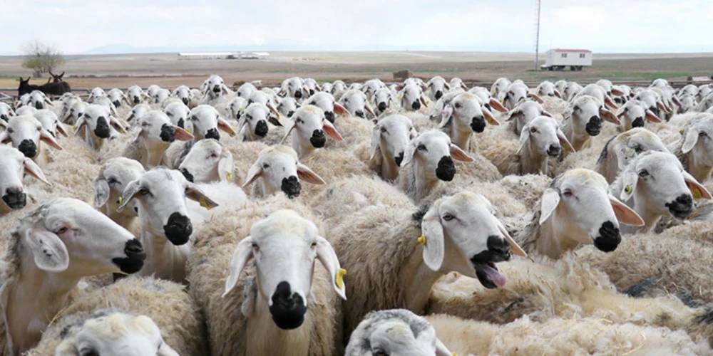 Konya'nın en büyük çiftliği 190 bin adet satın alacak! 1